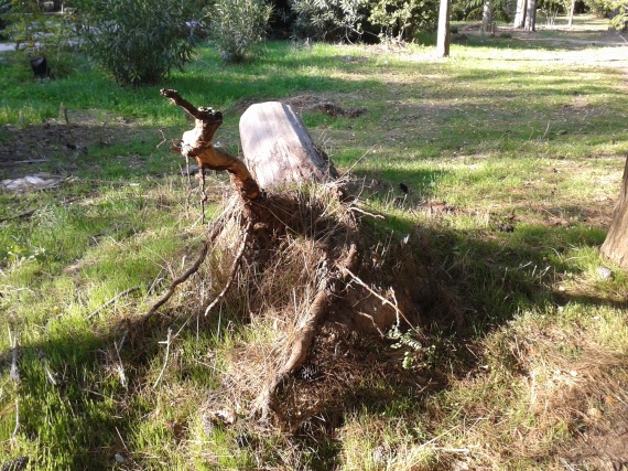 xerizomeno1417434780