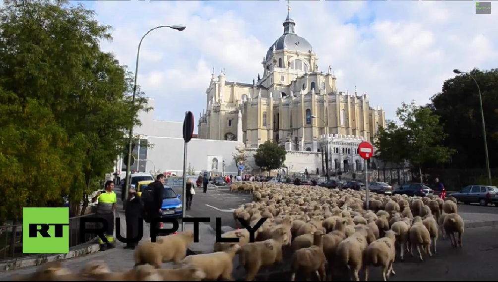 Μαδρίτη: 2.000 πρόβατα «βολτάρουν» στο κέντρο της πόλης (Video) - Media