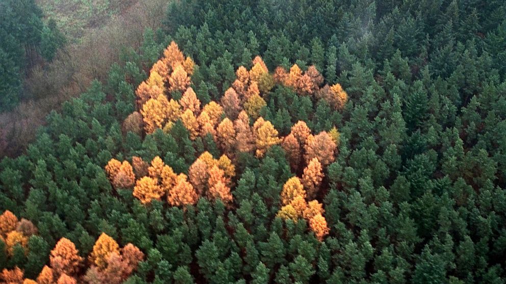 To δάσος με τις σβάστικες - Media