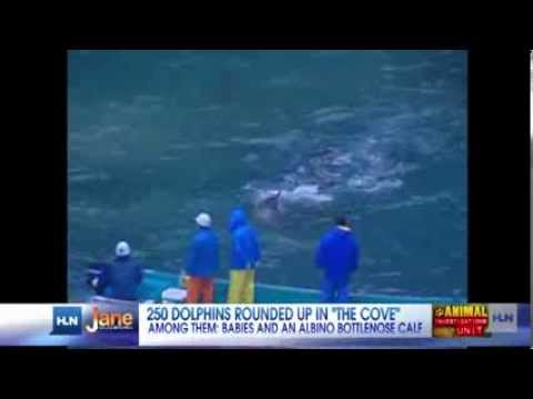 Ιαπωνία: Σοκ από τη σφαγή δελφινιών (Προσοχή, σκληρές εικόνες και βίντεο)
 - Media