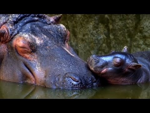 Το σπάνιο, νεογέννητο ιπποποταμάκι που ψάχνει για όνομα (Video) - Media