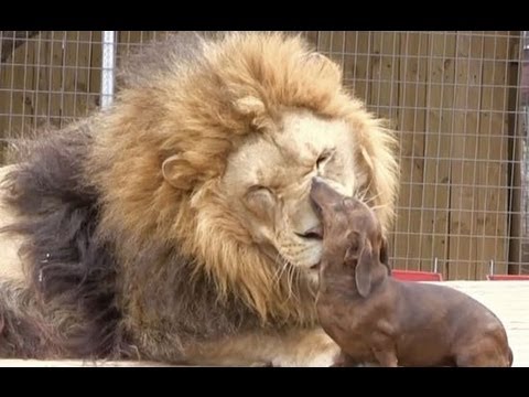 Σκύλος καθαρίζει δόντια... λιονταριού (Video) - Media