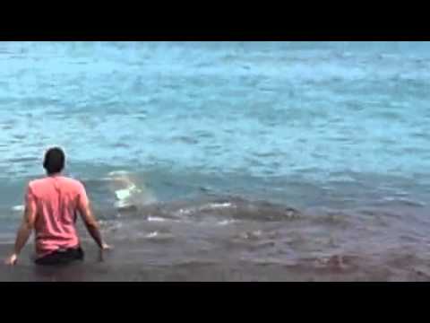 Τραγωδία με δελφίνια στις ακτές της Κρήτης - (Σκληρό Video και Photos) - Media