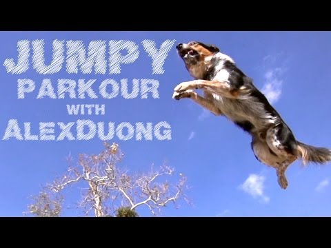 Jumpy, ο σκύλος που κάνει παρκούρ! (video) - Media