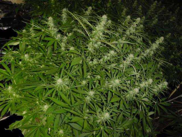 Κοζάνη: Υπάλληλος καλλιεργούσε χασισόδεντρα σε ορυχείο της ΔΕΗ - Media