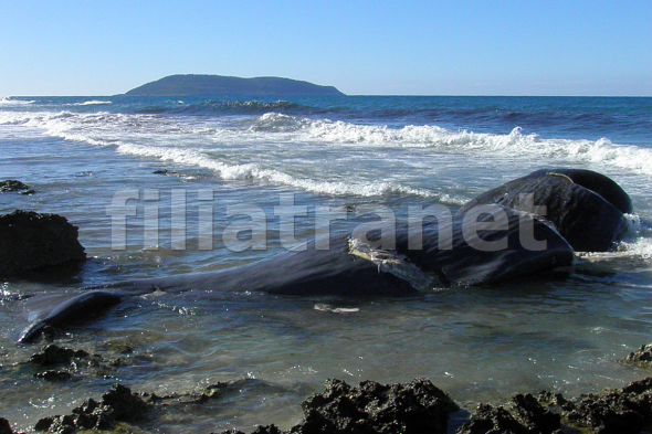 Νεκρή φάλαινα σε παραλία στα Φιλιατρά (Video) - Media