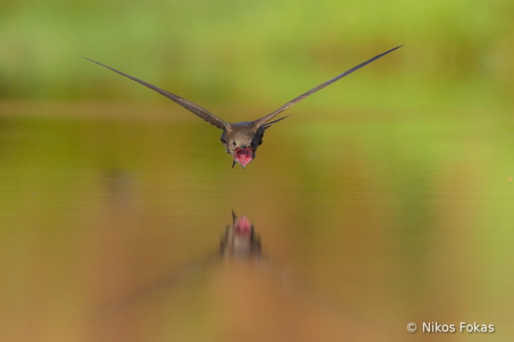 Mετά από 3000 κλικ, «αιχμαλώτισε» το τέλειο πέταγμα ενός πουλιού! - Media