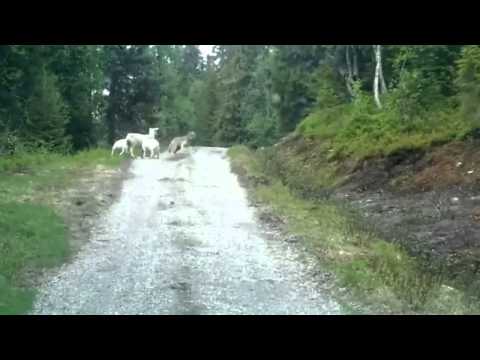 Πρόβατα κυνηγάνε το λύκο! (Video) - Media