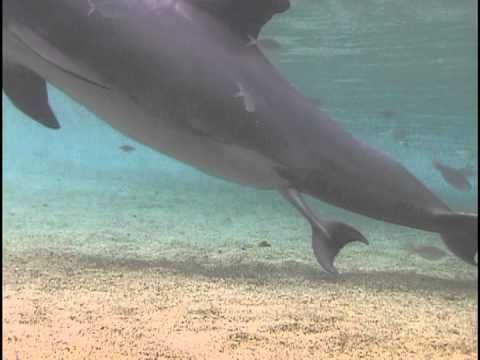 Η απίστευτη γέννηση ενός δελφινιού στη Χαβάη (Video) - Media