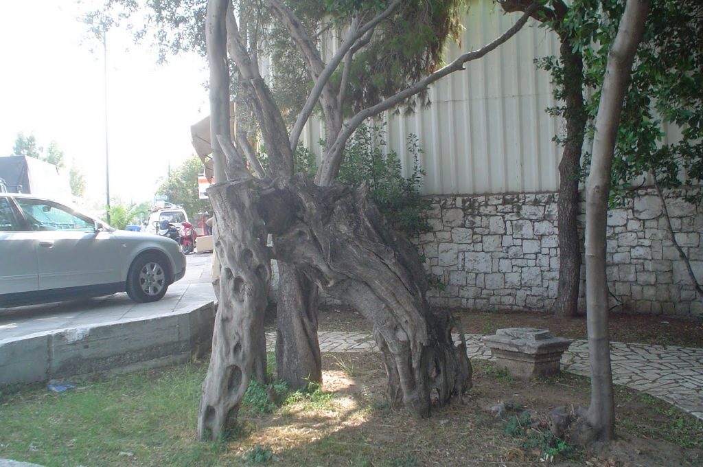 Άγνωστοι έκαναν καυσόξυλα την ελιά του Πλάτωνα - Media