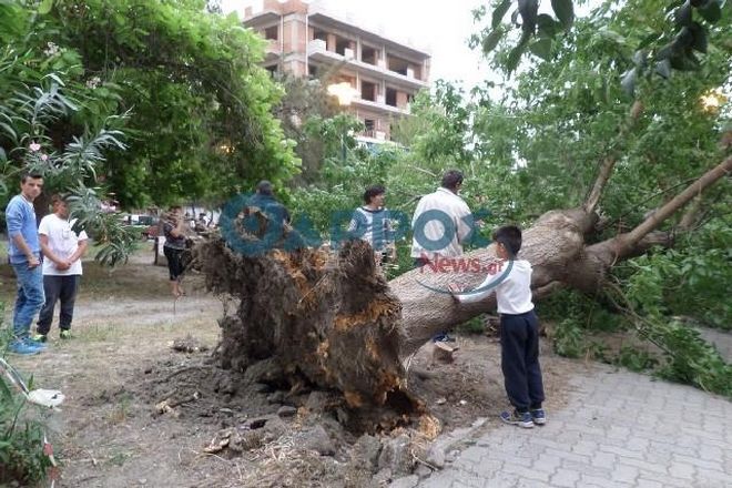 Δέντρο έπεσε και καταπλάκωσε 15χρονη στην Καλαμάτα (Video) - Media