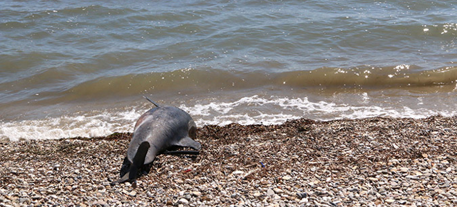 Νεκρό δελφίνι σε παραλία του Άργους (Video + Photos) - Media