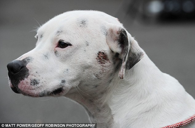 Έριξαν με τόξο σε σκύλο (Προσοχή σκληρές εικόνες) - Media