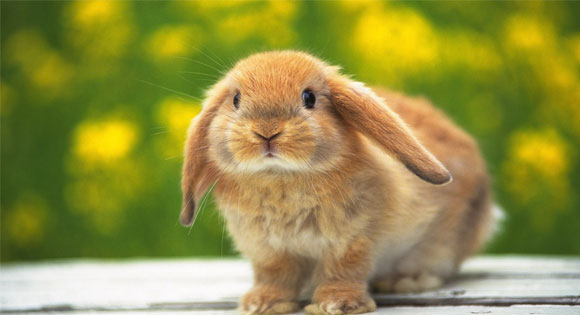 Πώς να μεγαλώσετε και να προστατεύσετε το κουνελάκι σας από τις ασθένειες - Media