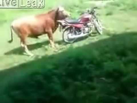 Ταύρος μοτοσικλετιστής (Video) - Media
