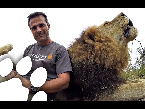 Γητευτής «ανοίγει» συζήτηση με ένα λιοντάρι - Media