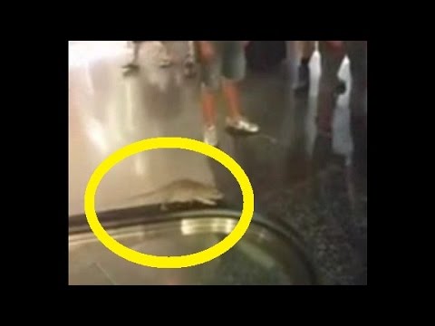 Αρουραίος κόλλησε στην κυλιομένη και έγινε viral! (Video) - Media
