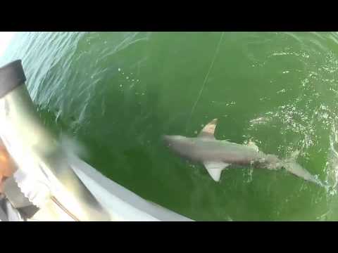 Γιγαντιαία σφυρίδα καταπίνει καρχαρία (Video) - Media