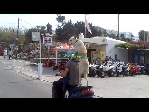 Σκύλος καμικάζι στη Μύκονο (Video) - Media