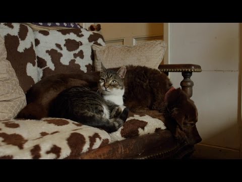 Γάτα οδηγεί τυφλό σκύλο (Video) - Media