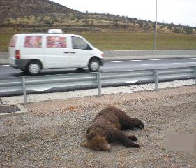 Κλείνει  το 2009 με 10 νεκρές αρκούδες σε 12 τροχαία ατυχήματα  - Media