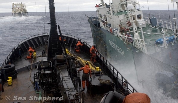 Οι Ιάπωνες εμβόλισαν και άλλο πλοίο της Sea Shepherd! - Media
