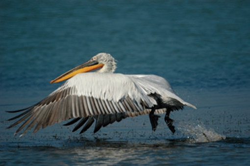ΔΕΗ κατά αργυροπελεκάνων - Media