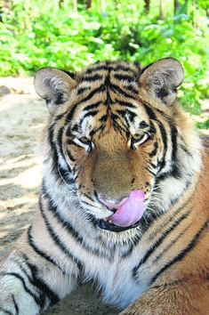 Η χρονιά του τίγρη - Media