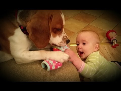«Μάχη» μωρού με σκύλο για μία σαλιάρα (Video) - Media
