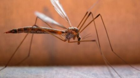 16 ακόμα περιστατικά λοίμωξης από τον ιό του Δυτικού Νείλου - Media