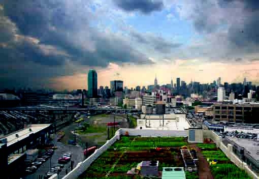 Ένα αγρόκτημα στην «κορυφή» του Μπρούκλιν!  - Media