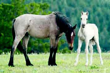 Η κρίση σκοτώνει τα άλογα - Media