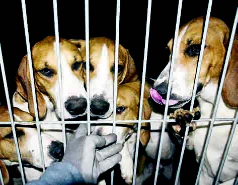 Τα ζώα που πληγώναμε... - Media