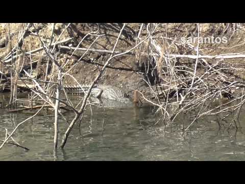 Εμφανίστηκε ξανά ο Σήφης (Video) - Media