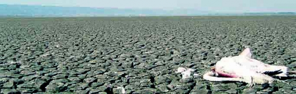 Καταστροφή με τη βούλα του κράτους - Media