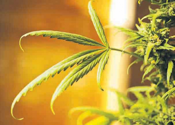 Εθισμός στην προκατάληψη - Media