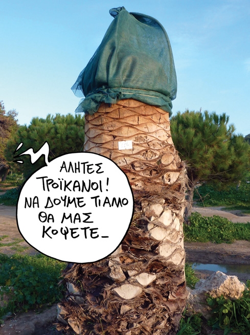 φοίνικας - Media