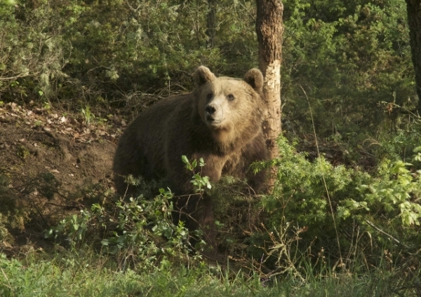 Αντίο Θανάση - Media
