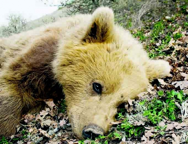 Απώλεια - Media