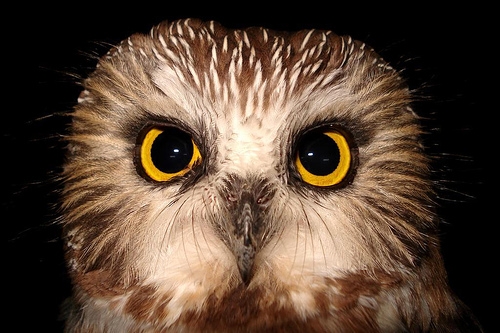 Μάτια διάπλατα ανοιχτά - Media