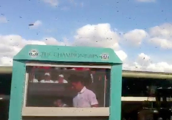 «Ενοχλητικοί» θεατές στο Wimbledon - Media