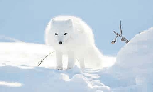 Σχέδιο επέλασης των «βρομιάρηδων» στην Αρκτική  - Media