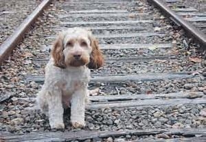 Αδέσποτα: Ο πολιτισμός σε «πτώχευση» - Media