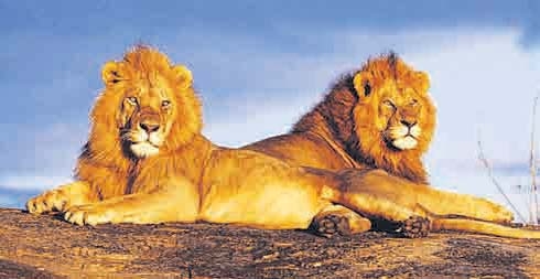 Δολοφονούν τον βασιλιά των ζώων με φυτοφάρμακα - Media