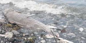 Υπογράφει το http://environmentfood.blogspot.com - Media