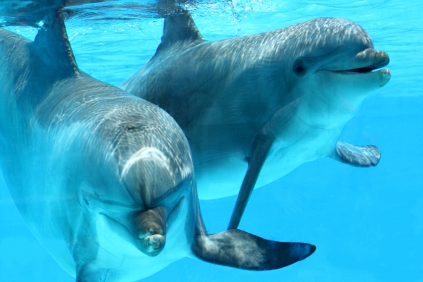 Η σφαγή των δελφινιών - Media