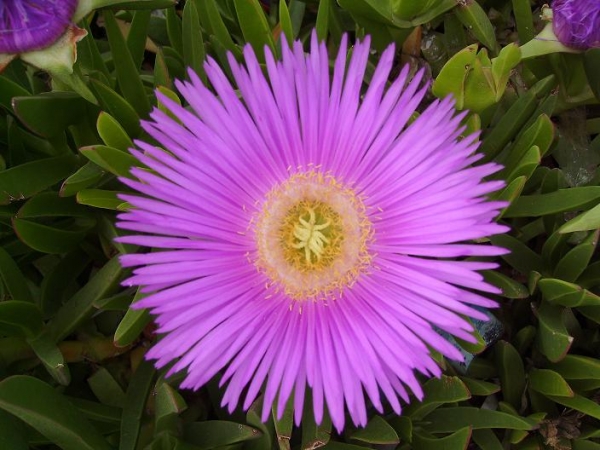 Το Βουνό των Λωτοφάγων - Media