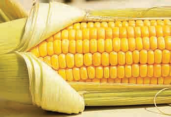 Το λόμπι των μεταλλαγμένων  - Media