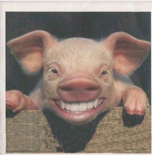 Περί ηλιθίων τινών - Media