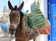 «Η Ελλάδα θα επιστρέψει στα κάρα εάν φύγει από το ευρώ» - Media